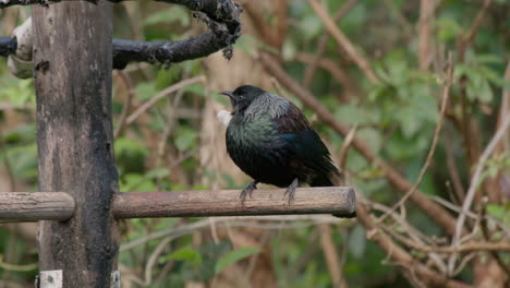 the tui bird