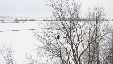 bald eagle takes flight from perch winter aerial slomo