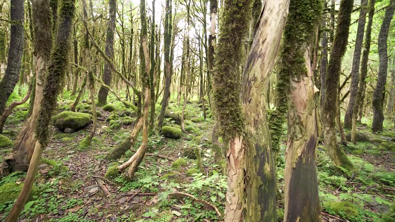 Bosque verde exuberante con árboles cubiertos de musgo y suelo rocoso