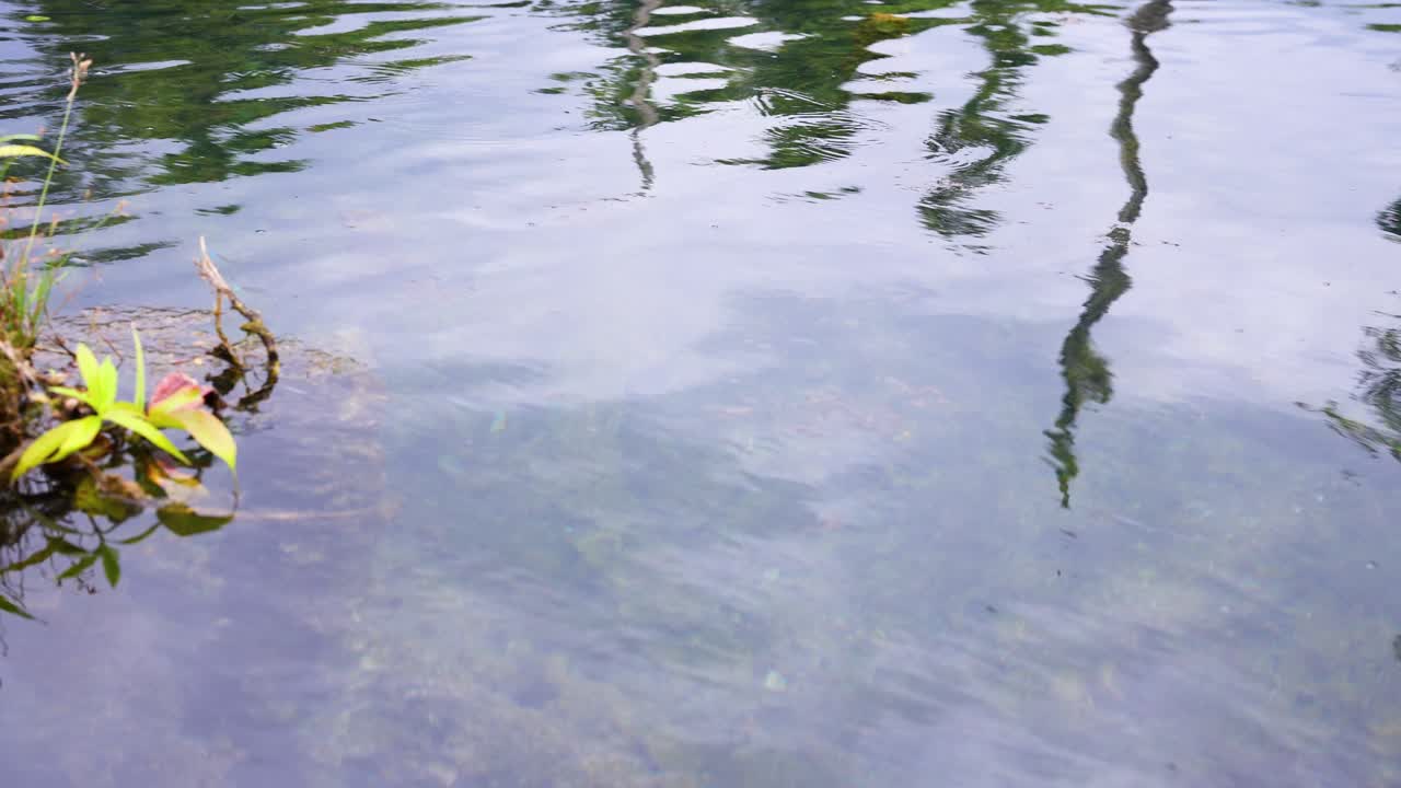 태국 크라비 의 은 물 운하 에서 부드럽게 떠다니는 식물 들