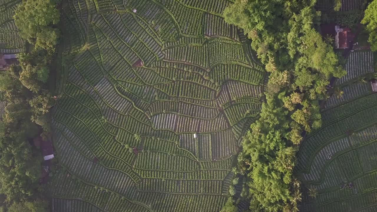vista aérea de pájaros sobre plantaciones tropicales y árboles que crecen en colinas en indonesia - vegetación y paisaje idílicos