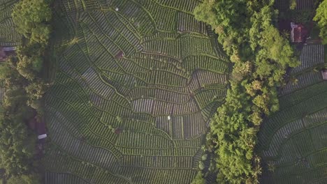 vista aérea de pájaros sobre plantaciones tropicales y árboles que crecen en colinas en indonesia - vegetación y paisaje idílicos