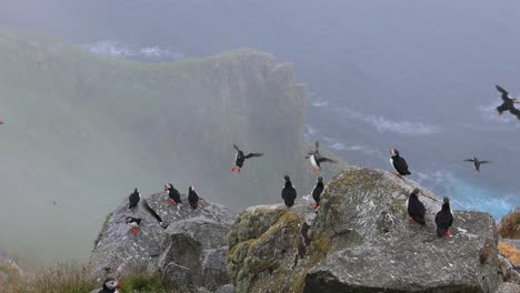 atlantischer papagei (fratercula arctica) auf dem felsen auf der insel runde (norwegen).