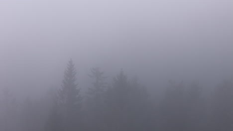 Silent-Sentinels:-Trees-Guarding-the-Foggy-Thicket