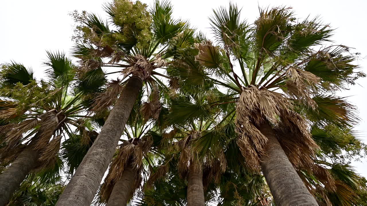 High palm trees with cloudy sky on the background, view from below