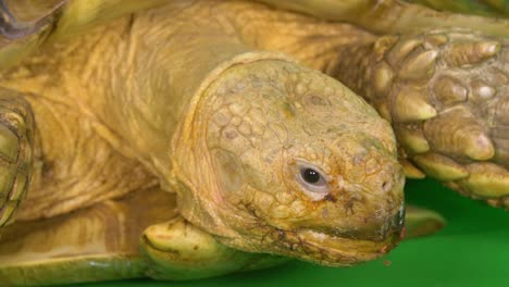 close-up of a sulcata african spurred tortoise's face and head as it sits on a green screen