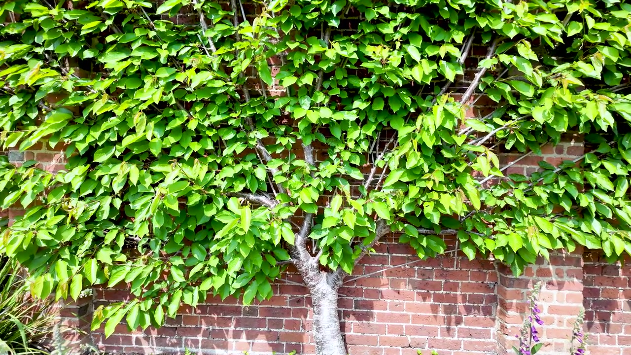 Fogliame verde cresce densamente contro un muro di mattoni rustico, creando una texture naturale e vibrante. Le foglie della pianta sono di un verde fresco, in contrasto con i toni caldi dei mattoni rossi.