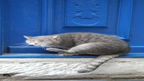 grey cat sitting by a blue door