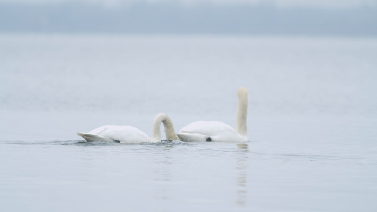 cisne mudo salvaje comiendo hierba primer plano submarino en día nublado