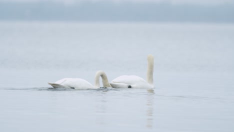 Wild-mute-swan-eating-grass-underwater-closeup-in-overcast-day