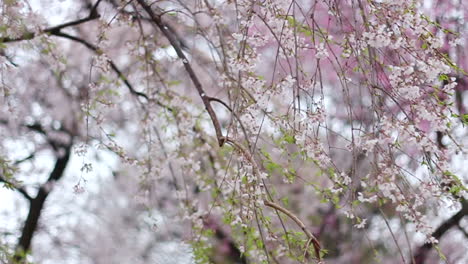 primer plano panorámico de shidare zakura en plena floración con algunas hojas verdes