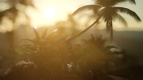 View-of-the-Palm-Trees-in-Fog