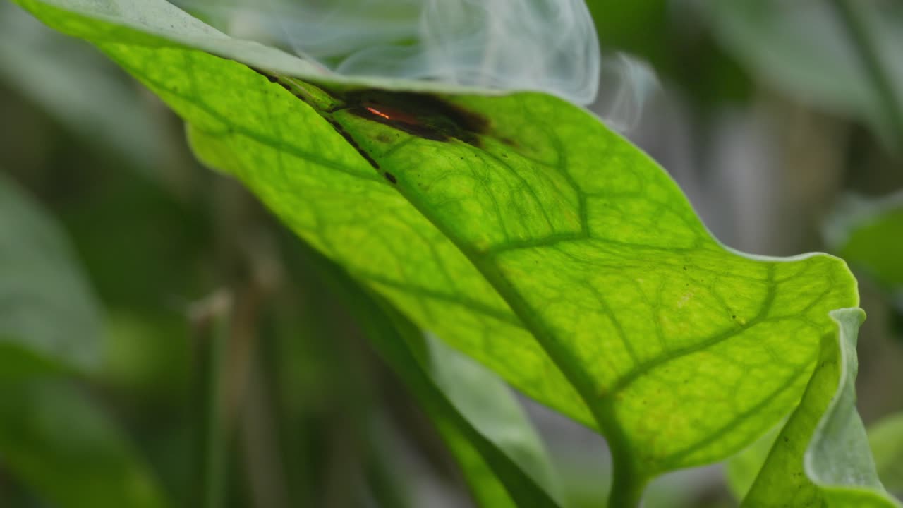 초록색 잎을 고 불타는 불꽃의 극심한 클로즈업