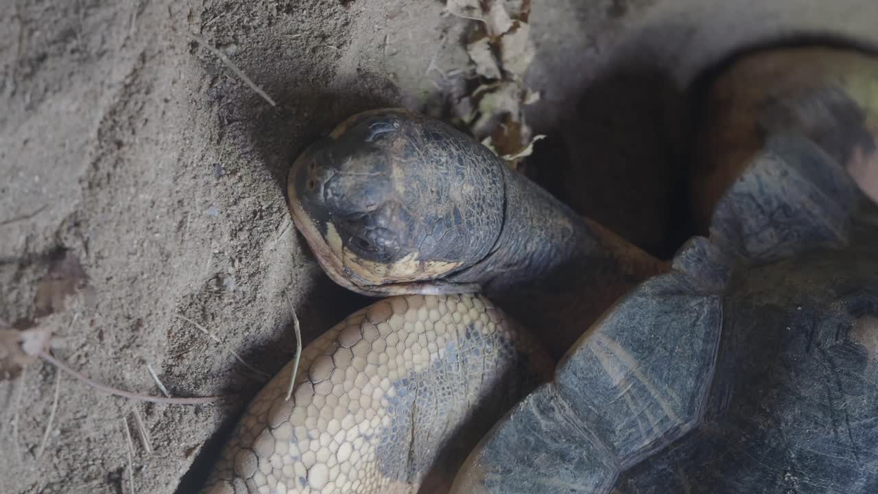 Close-up of a tortoise resting on the ground