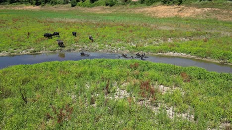 Aerial-dolly-above-water-buffalo-bathing-and-cooling-off-in-river-between-grassland-plains