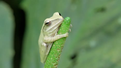 common tree frog clinging to vertical green plant stem. closeup shot