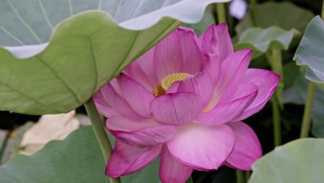 東京ウエノの美しいピンクの蓮の花