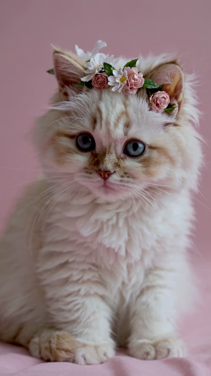 A fluffy kitten with a flower crown sits against a pink backdrop. Close-up angle, perfect for a cute