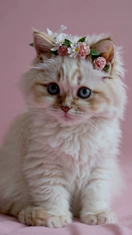 a fluffy kitten with a flower crown sits against a pink backdrop. close-up angle, perfect for a cute