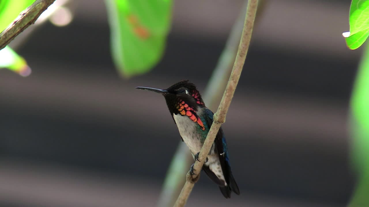 самец пчелы колибри отдыхает на ветке на кубе 1