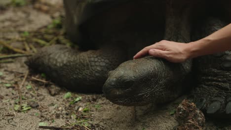 static shot old centenarian tropical turtle resting