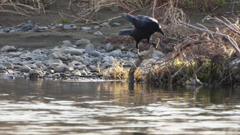 Großschnabelkrähe-Springt-Auf-Einen-Ast-Und-Reibt-Dann-Seinen-Schnabel-Daran-Am-Fluss-In-Tokio,-Japan---Statische-Aufnahme