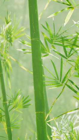 close-up of green bamboo stems and leaves