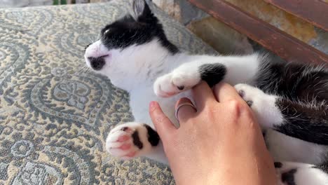 a young black and white cat is kicking and biting a human hand with a ring on an outdoor bench