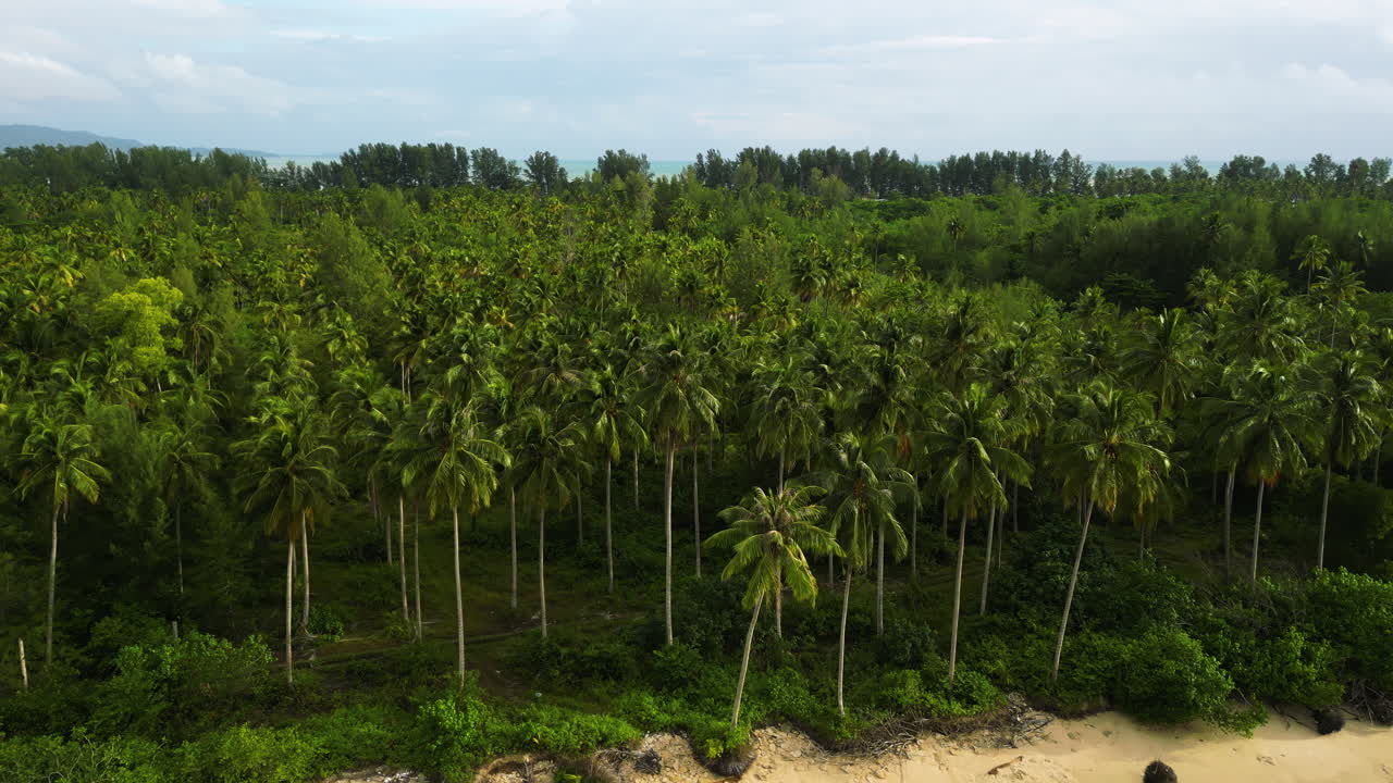 bosque tropical de palmeras en la costa de tailandia, vista aérea desde un dron