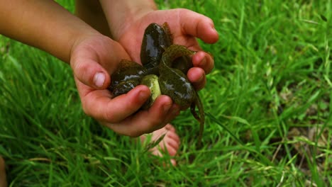 las manos de los niños sostienen grandes renacuajos de rana
