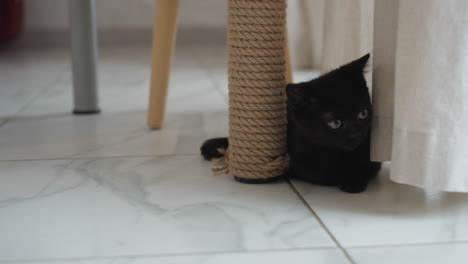 black kitten peeking behind white curtain beside rope wrapped table leg on tiled kitchen floor near snowy patio door with small stool in frame cozy home kitchen interior morning light pet moment