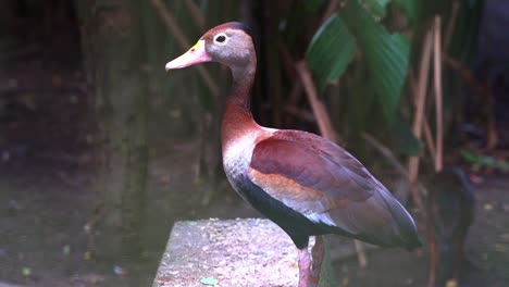 una especie de aves acuáticas, un pato silbador de vientre negro, dendrocygna autumnalis sentado en el suelo con un pequeño y astuto ciervo ratón menor, tragulus kanchil caminando pasa la escena en el fondo