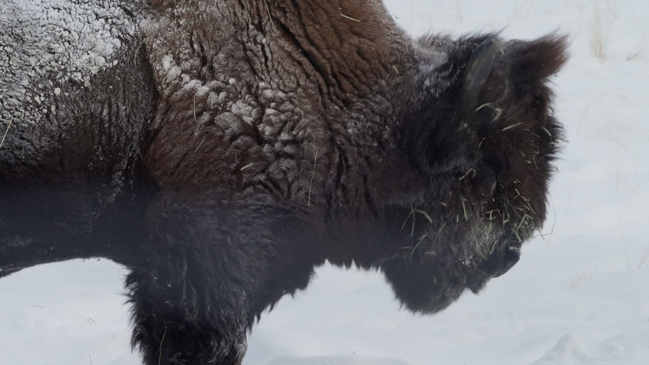 cabeza de un bisonte vista lateral, temporada de invierno en whitehorse, yukon, canadá - de cerca