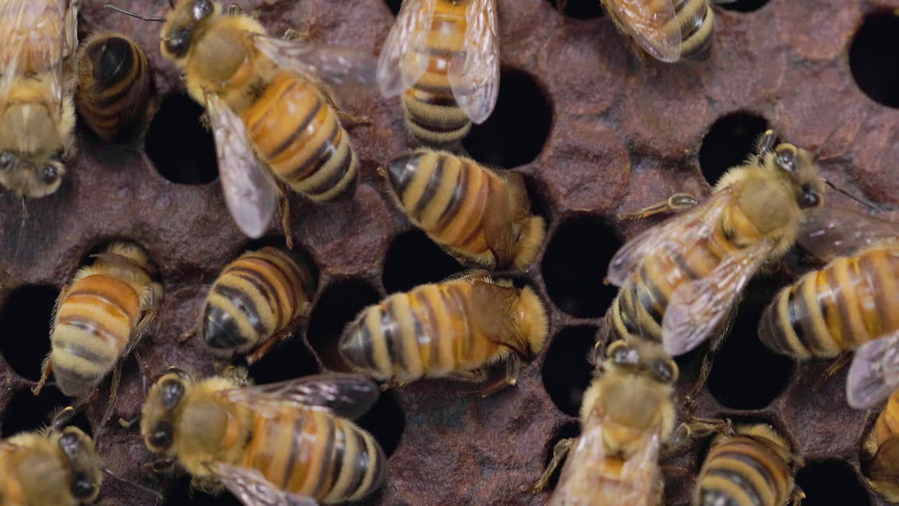 abejas europeas obreras llenando las celdas con provisiones de miel antes de sellarlas con cera