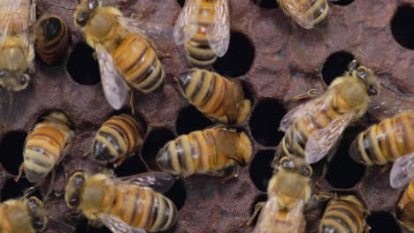 Abejas-Melíferas-Europeas-Obreras-Llenando-Las-Celdas-Con-Provisiones-De-Miel-Antes-De-Sellarlas-Con-Cera