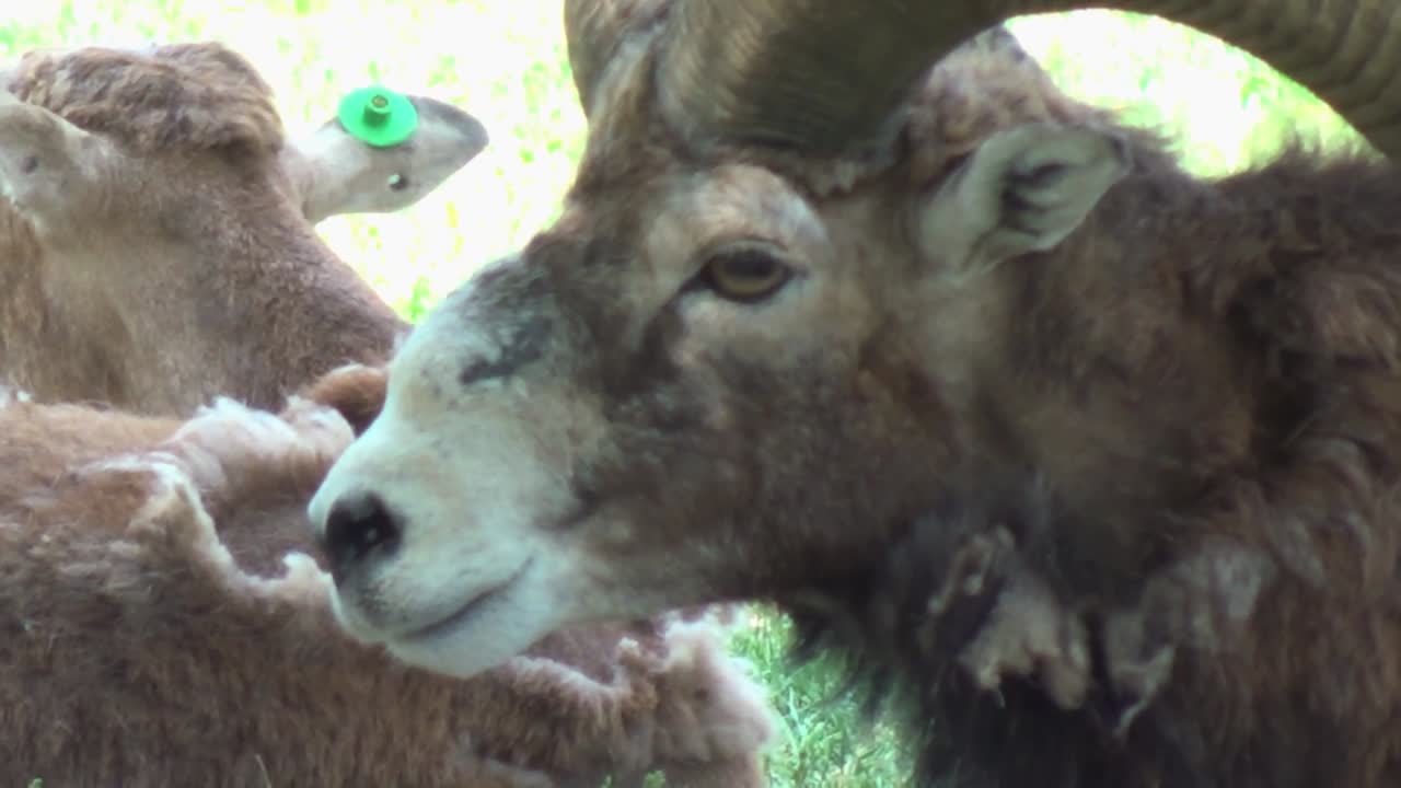 primer plano de una oveja barbary, un animal australiano