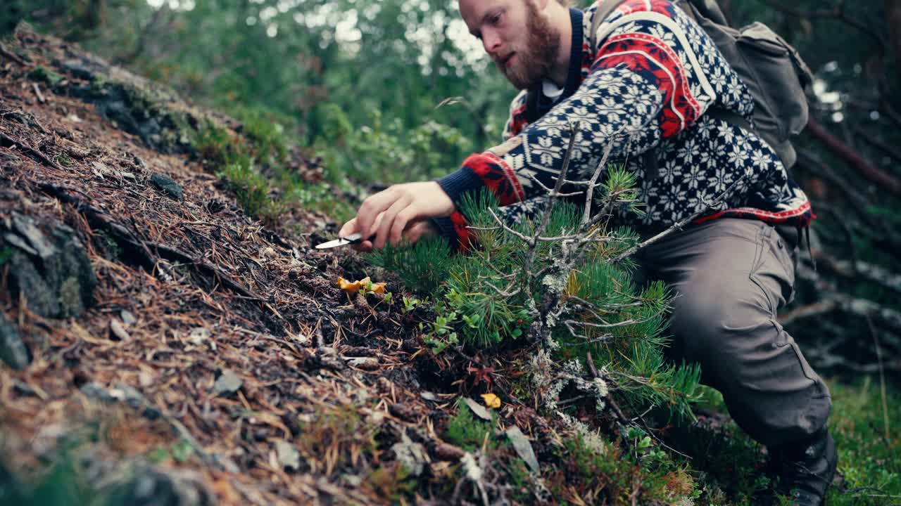 un hombre recogiendo setas chantarelle en indre fosen, noruega - toma estática