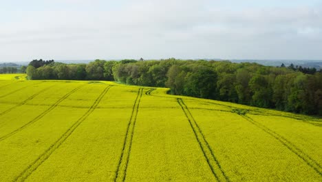 Drone-Vuela-Bajo-Sobre-Campo-De-Colza-Amarillo