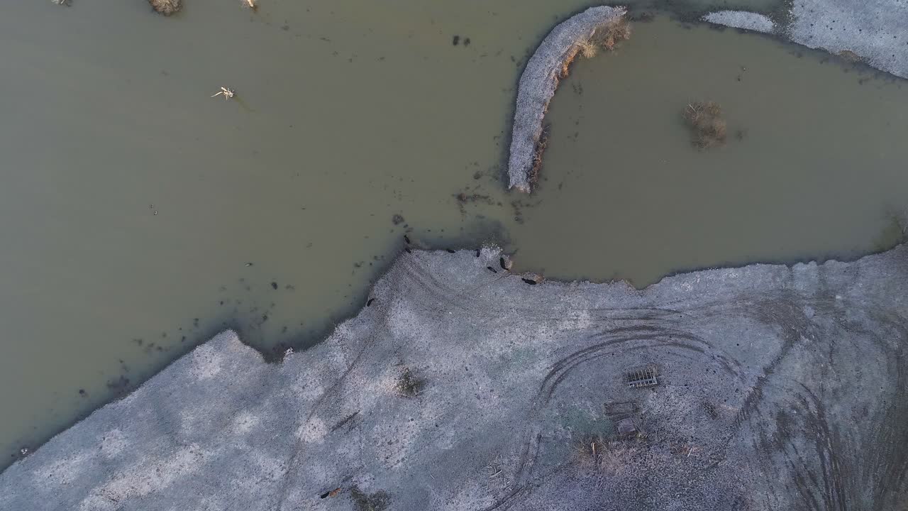vista aérea de arriba hacia abajo del ganado pastando en la orilla del río en la fría mañana de invierno