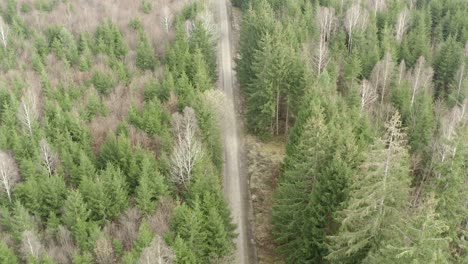 Country-road-between-avenue-of-trees,-green-forest-rural-countryside