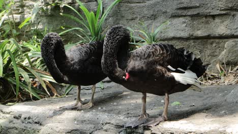 black swan preening by the pond in lush natural habitat