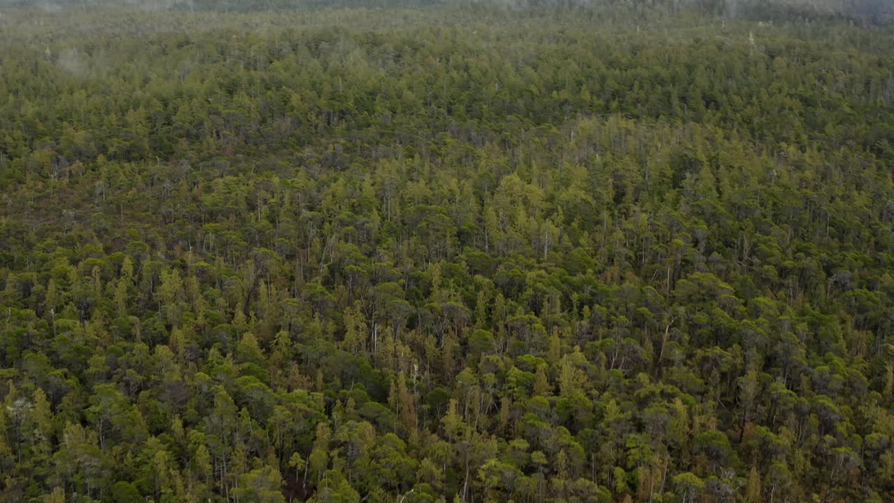 el bosque exuberante de geenery reveló la montaña brumosa.