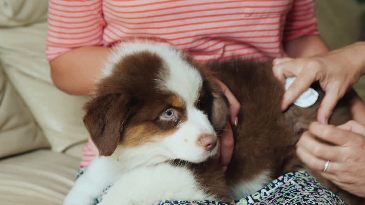 수의사와 조수가 강아지 쪽의 상처를 치료합니다.