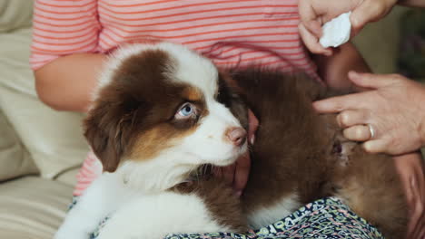 veterinarian and assistant treat a wound on the puppys side