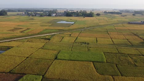 Una-Vista-Aérea-De-Vuelo-Bajo-De-Los-Hermosos-Campos-De-Arroz-Listos-Para-La-Cosecha