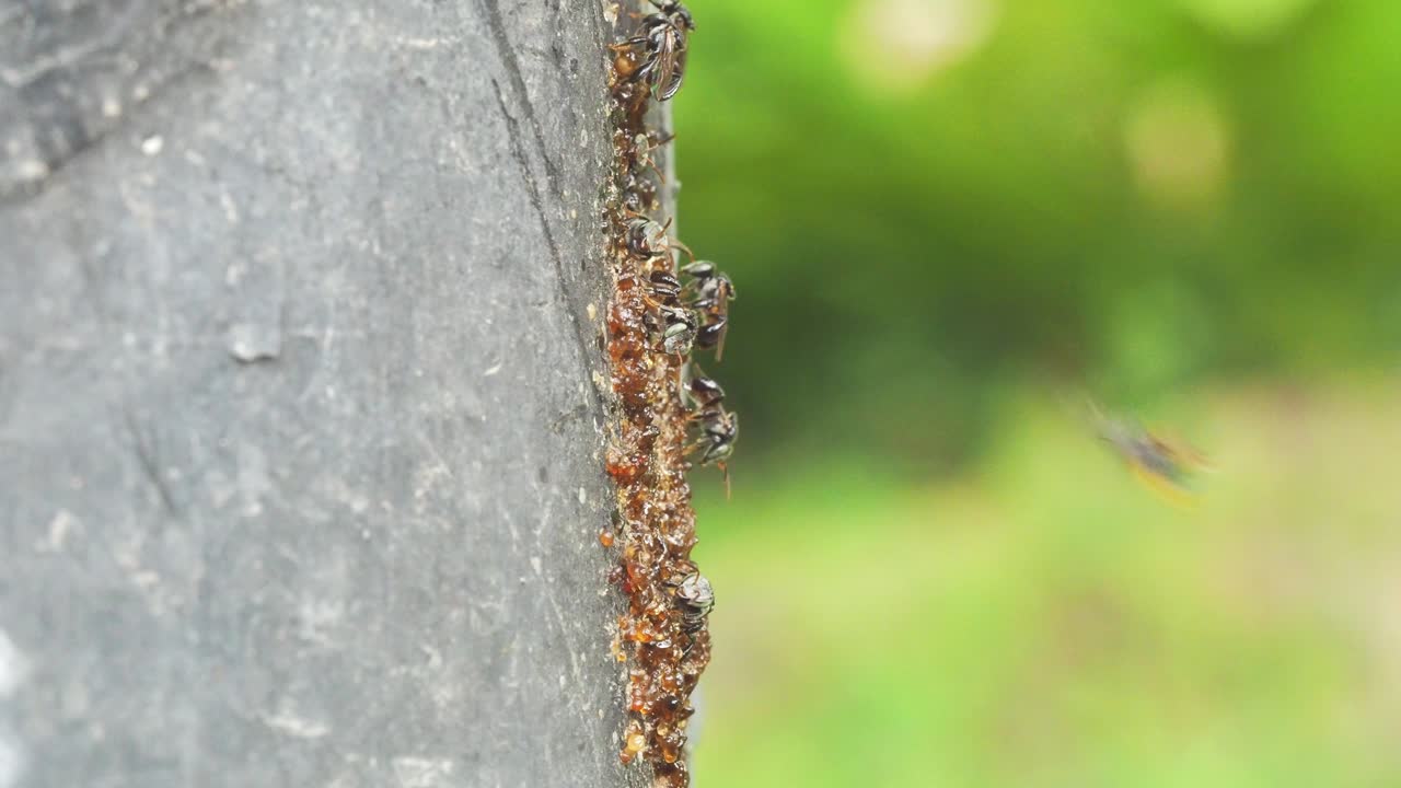 Alveare selvatico di api autoctone nel parco di Bangkok. Macro, illuminato frontalmente