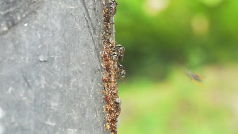 Wild-hive-of-native-bees-in-Bangkok-park-Macro,-front-lit