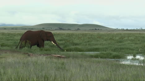 african elephant big bull "tusker" wading and eating through a small marsh, amboseli n