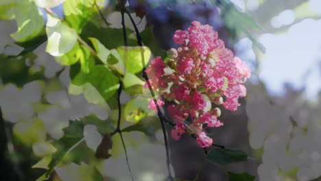 animación de ramas de árboles y manchas de luz sobre flores rosadas.