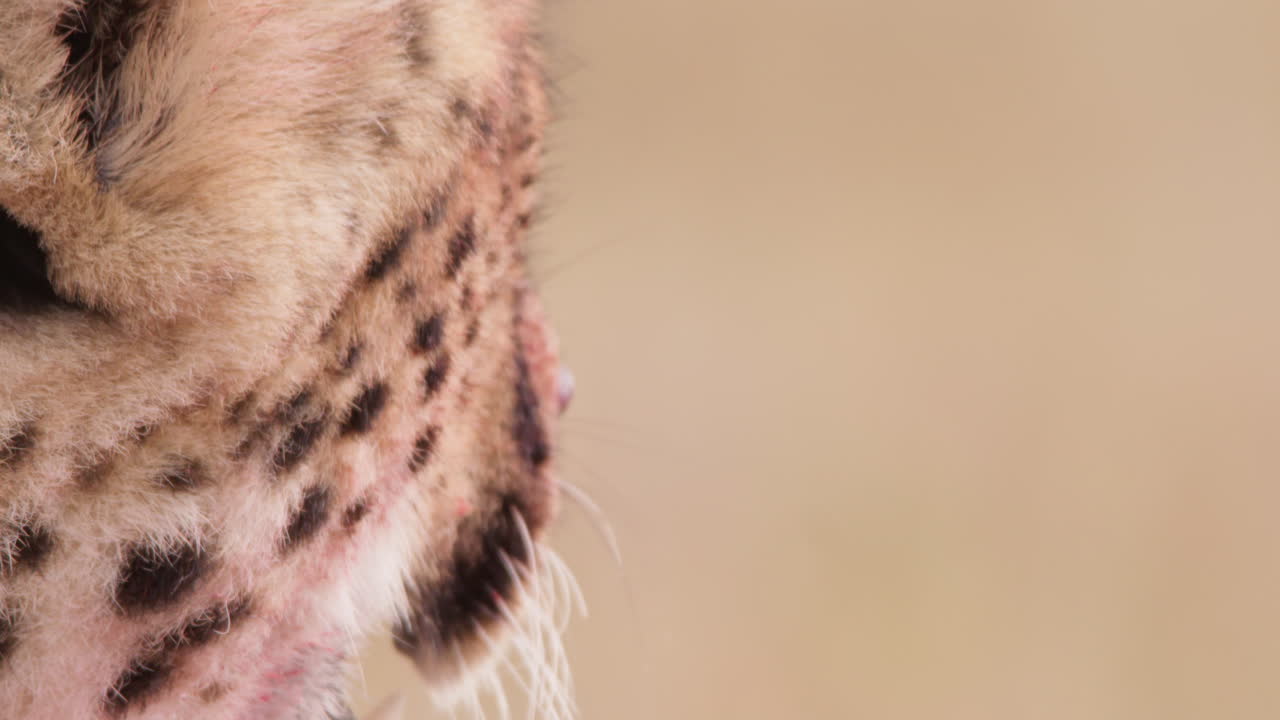 Extreme close up tilt shot of a cheetah's mandible respiring scanning